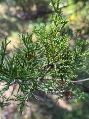 Juniperus ashei, photograph (c) Gary Rogers, some rights reserved (CC BY)