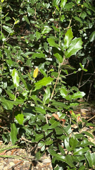 (c) Gary Rogers, some rights reserved (CC BY) Quercus fusiformis, photograph (c) Gary Rogers, some rights reserved (CC BY)