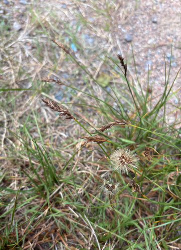 Blysmus compressus, photograph 3