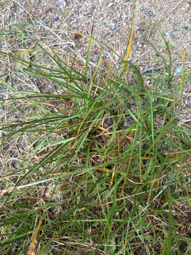 Blysmus compressus, photograph 5
