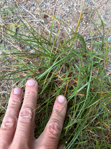 Blysmus compressus, photograph 4