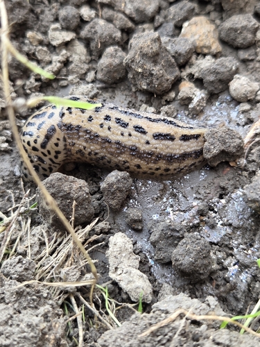 Leopard Slug