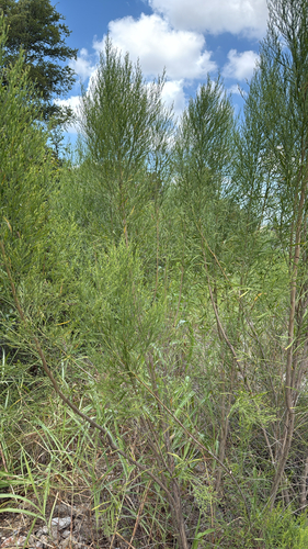 Baccharis neglecta