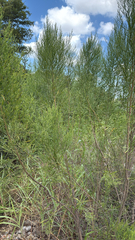 Baccharis neglecta