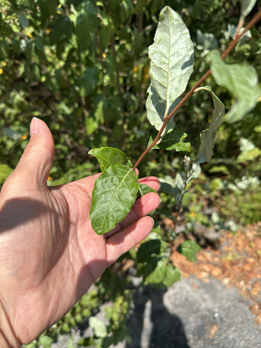 autumn olive