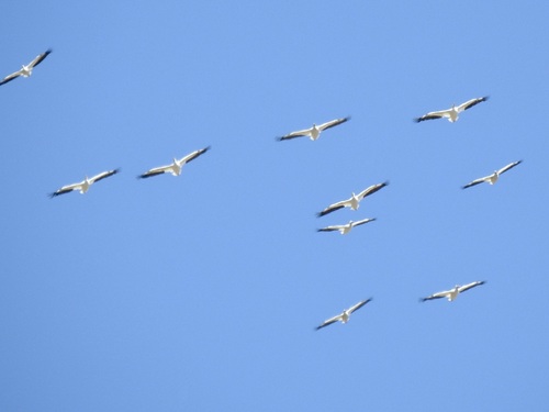 American White Pelican seen in Sonoma Valley
