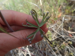 Delphinium xantholeucum