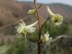 Delphinium xantholeucum