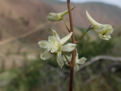 Delphinium xantholeucum