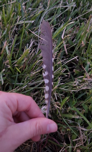Plume de Pic de Sharpe