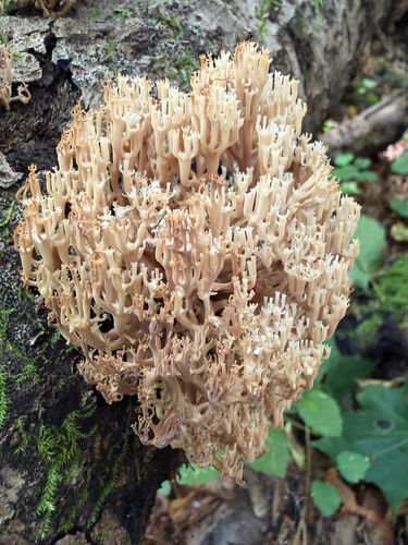 crown-tipped coral fungus