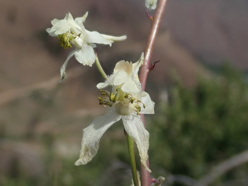 Image of Delphinium xantholeucum by (c) Nolan Exe, some rights reserved (CC BY)