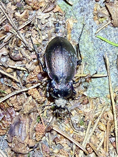 Bronze Ground Beetle
