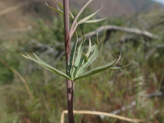 Delphinium xantholeucum