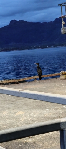Great Cormorant