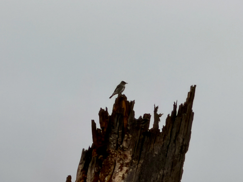 iNaturalist observation photo of Perching Birds