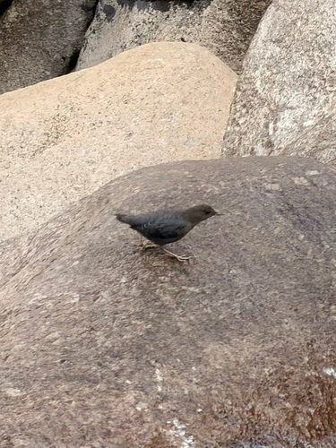 iNaturalist observation photo of American Dipper