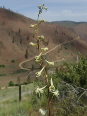 Delphinium xantholeucum
