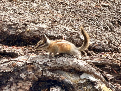 Lodgepole Chipmunk observed by jackliu629