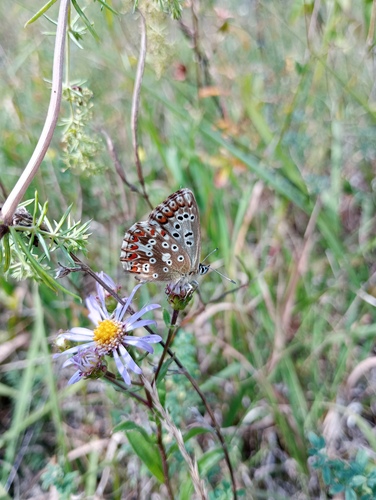 Chalkhill Blue