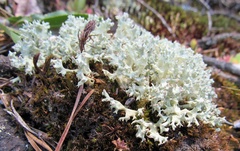 Cladonia caroliniana