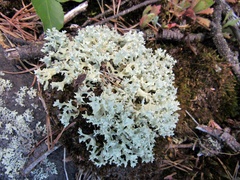 Cladonia caroliniana