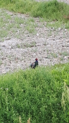 Phasianus versicolor