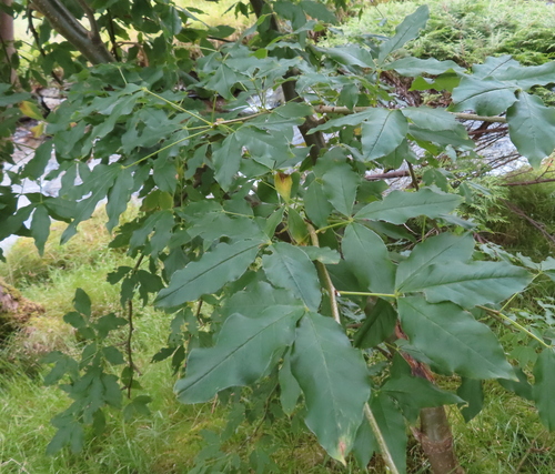 Laburnum alpinum, 2026-08-29