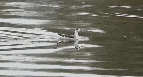 iNaturalist observation photo of Red-necked Phalarope