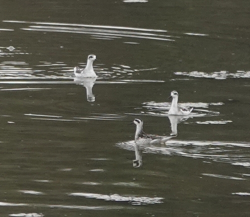 iNaturalist observation photo of Red-necked Phalarope