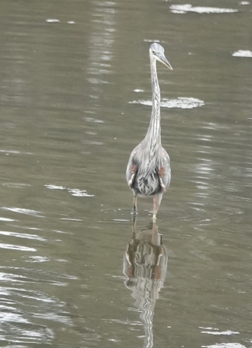 iNaturalist observation photo of Great Blue Heron