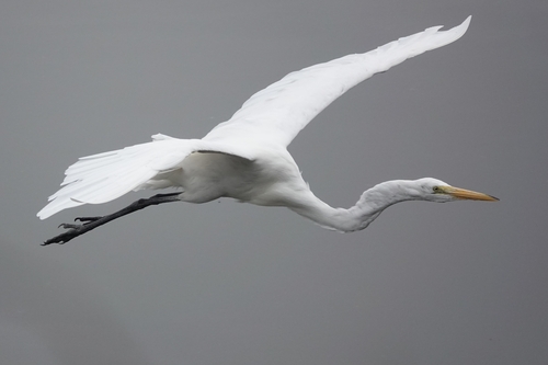 iNaturalist observation photo of Great Egret