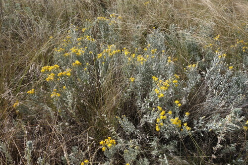 Galatella villosa, photograph 2