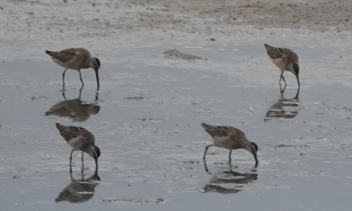 iNaturalist observation photo of Dowitchers