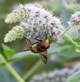 Pellucid Hover Fly