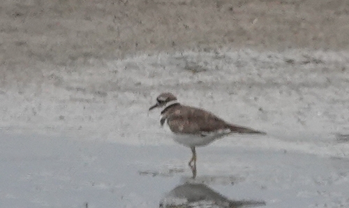 iNaturalist observation photo of Killdeer