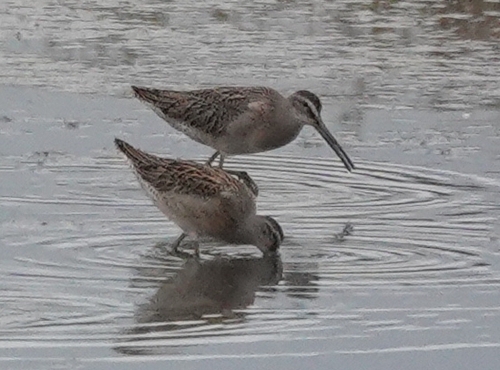 iNaturalist observation photo of Dowitchers