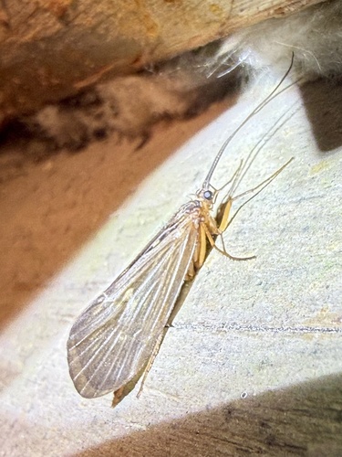 Large Cinnamon Sedge