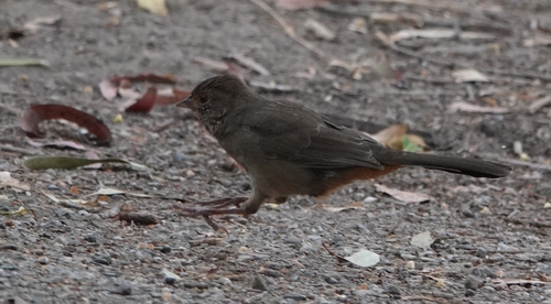 iNaturalist observation photo of California Towhee