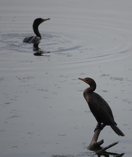 iNaturalist observation photo of Double-crested Cormorant