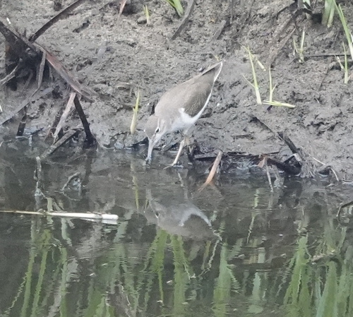iNaturalist observation photo of Spotted Sandpiper
