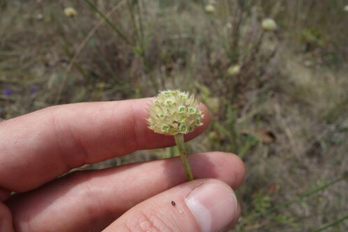 Cephalaria uralensis, photograph 2