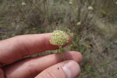 Cephalaria uralensis, photograph (c) Aleksei Baushev, some rights reserved (CC BY)