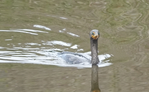 iNaturalist observation photo of Double-crested Cormorant