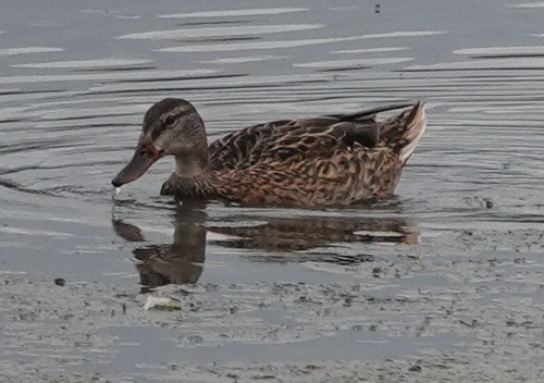iNaturalist observation photo of Mallard