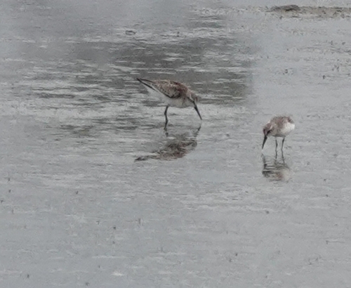iNaturalist observation photo of Calidris Sandpipers