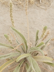 Plantago boissieri
