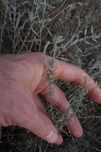 Bassia prostrata, photograph 5