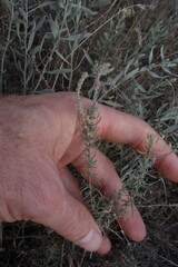 (c) Aleksei Baushev, some rights reserved (CC BY) Bassia prostrata, photograph (c) Aleksei Baushev, some rights reserved (CC BY)