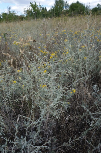 Artemisia santonicum, photograph 6